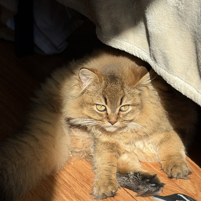 Loving  Reliable Cat Sitter