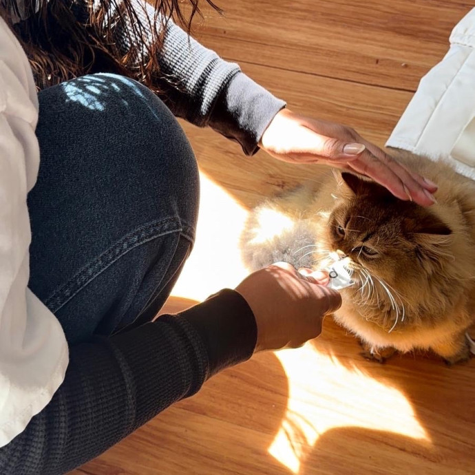 Loving  Reliable Cat Sitter photo 3
