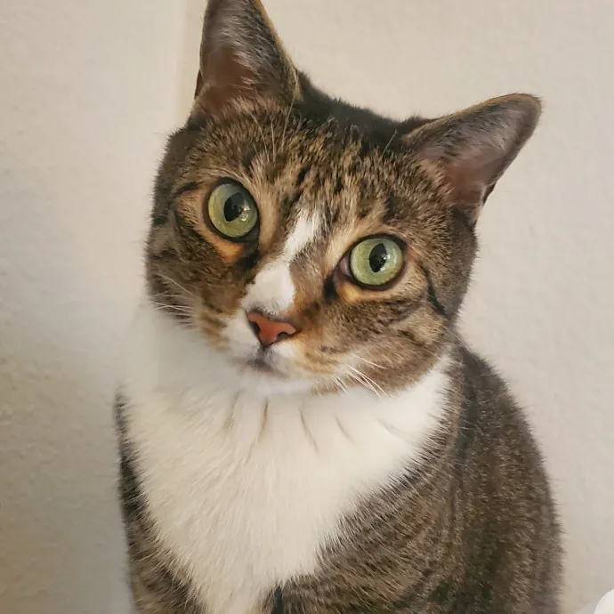 Chief Cat Cuddler