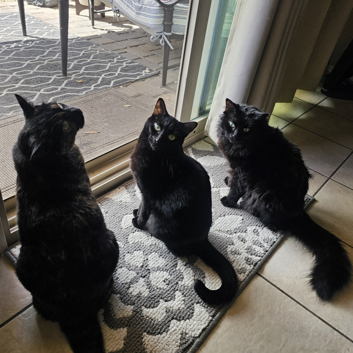 Dependable  Loving Cat Sitting