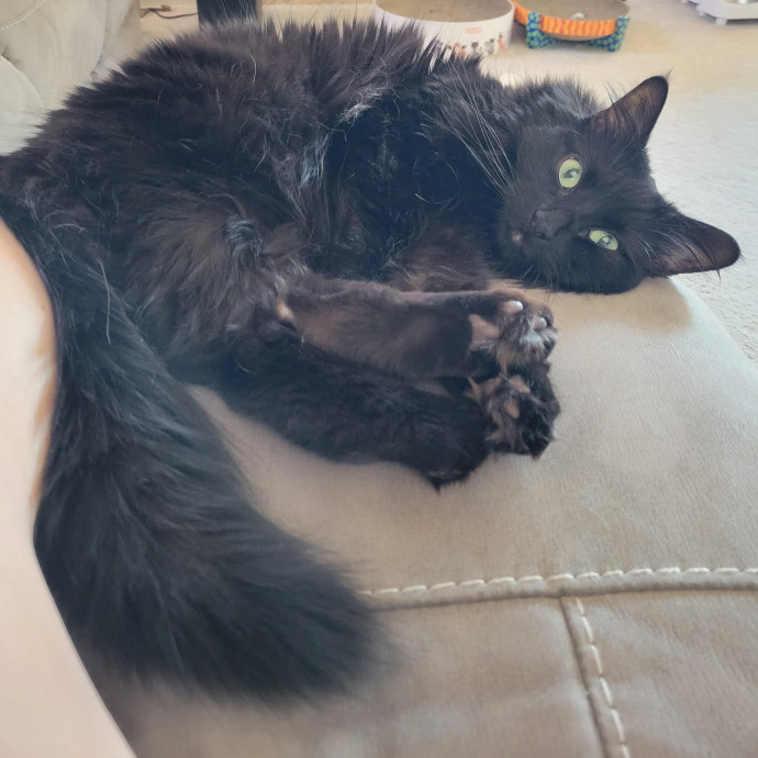 Dependable  Loving Cat Sitting