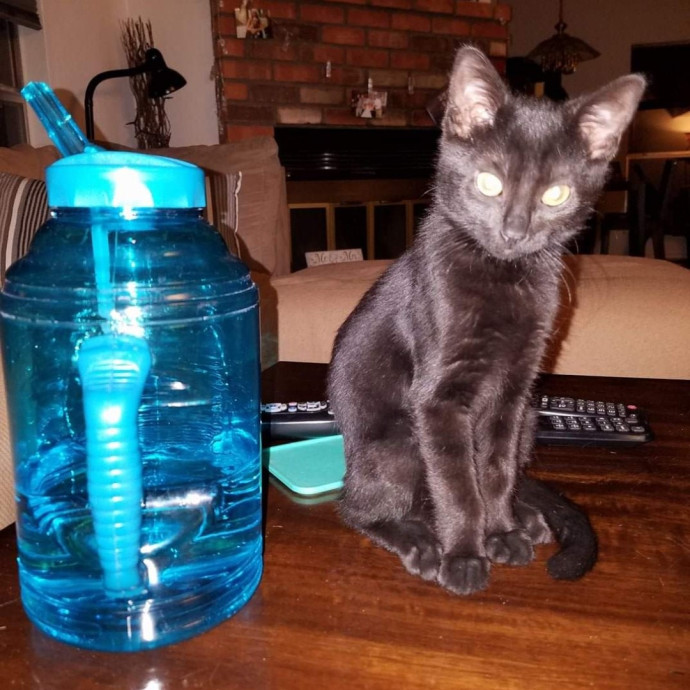 Dependable  Loving Cat Sitting