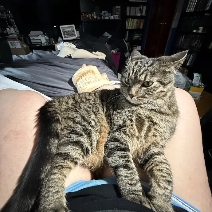 Cats Deserve To Be Spoiled With Love