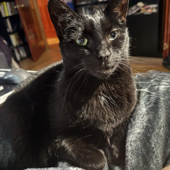 Cats Deserve To Be Spoiled With Love