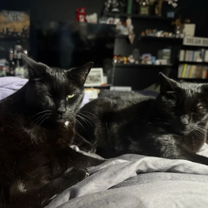 Cats Deserve To Be Spoiled With Love