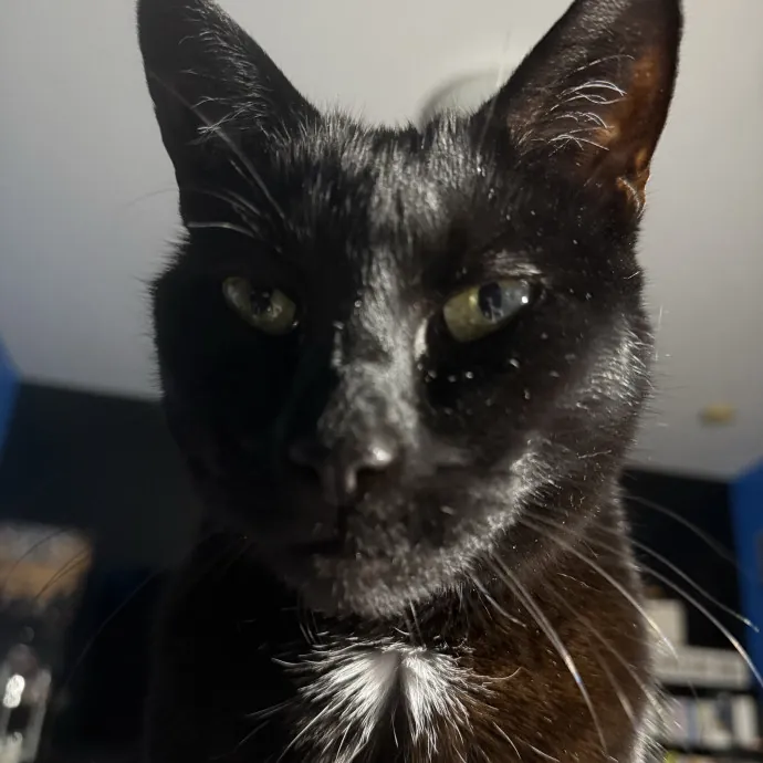 Cats Deserve To Be Spoiled With Love