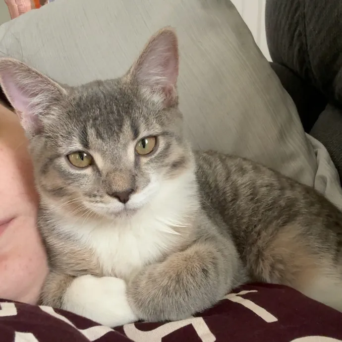 Cats Deserve To Be Spoiled With Love