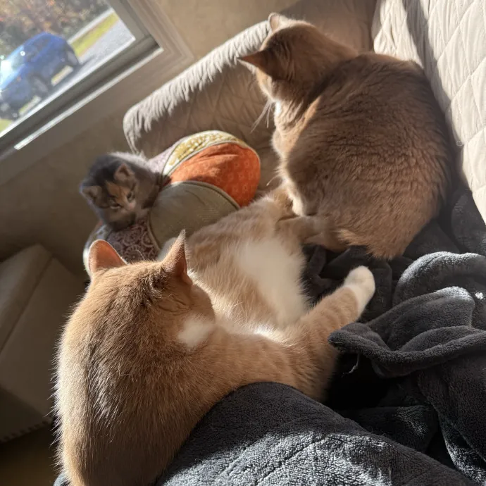 Cats Deserve To Be Spoiled With Love