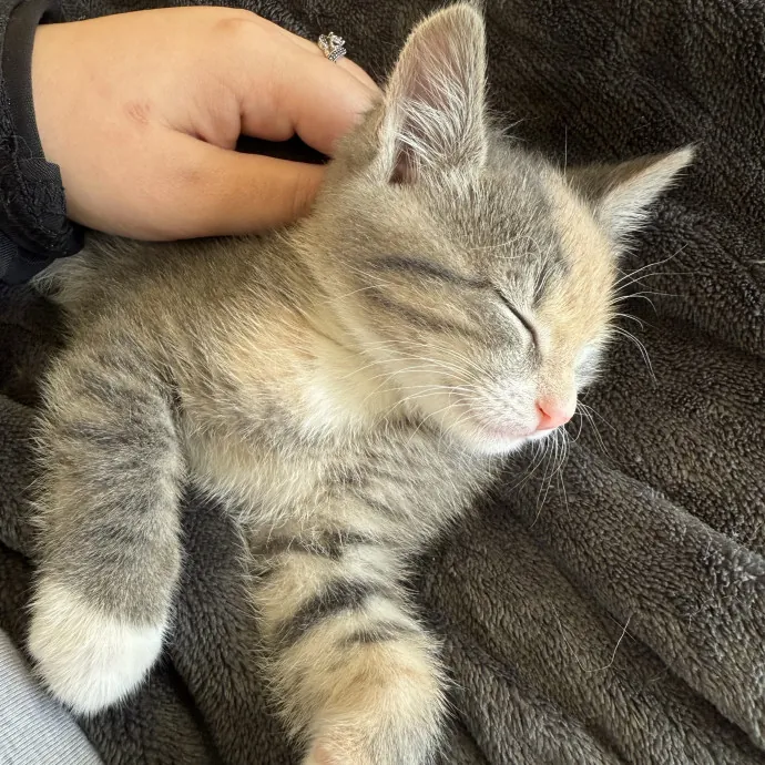 Cats Deserve To Be Spoiled With Love