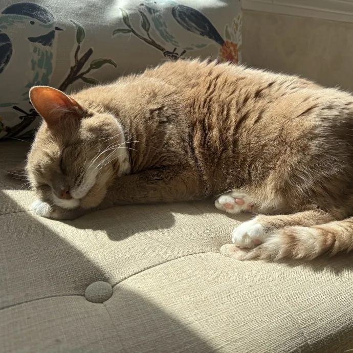 Cats Deserve To Be Spoiled With Love photo 4