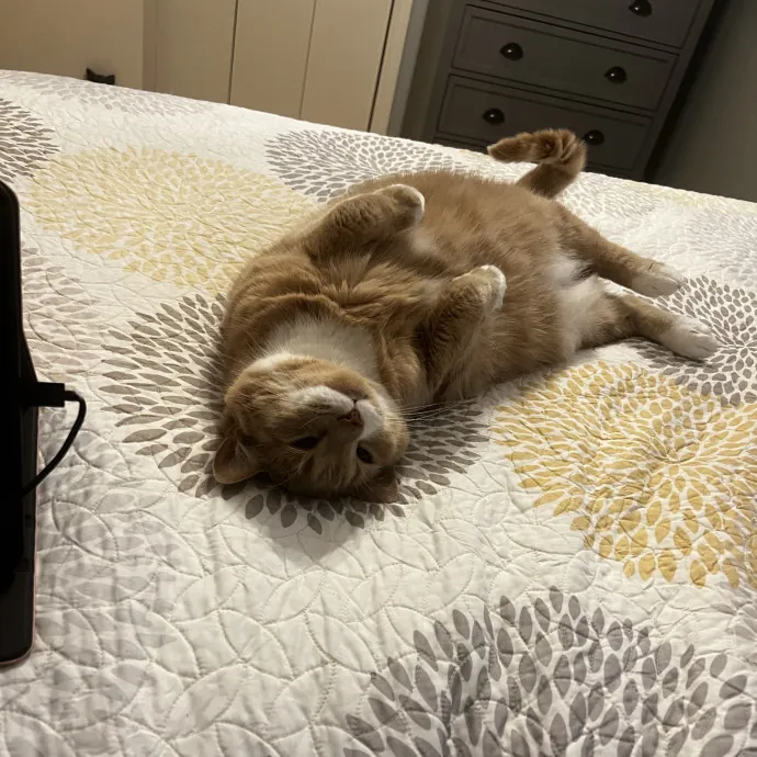 Cats Deserve To Be Spoiled With Love photo 2