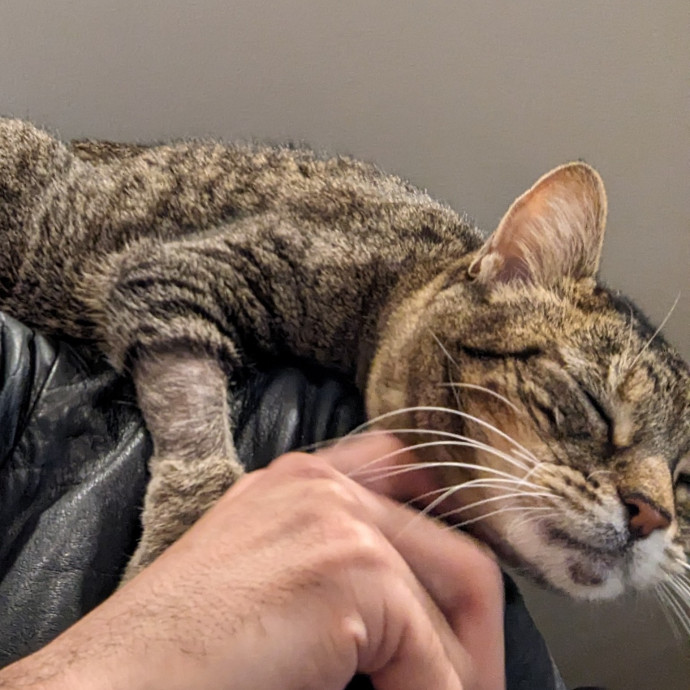 Cat Loaf Inc Atx
