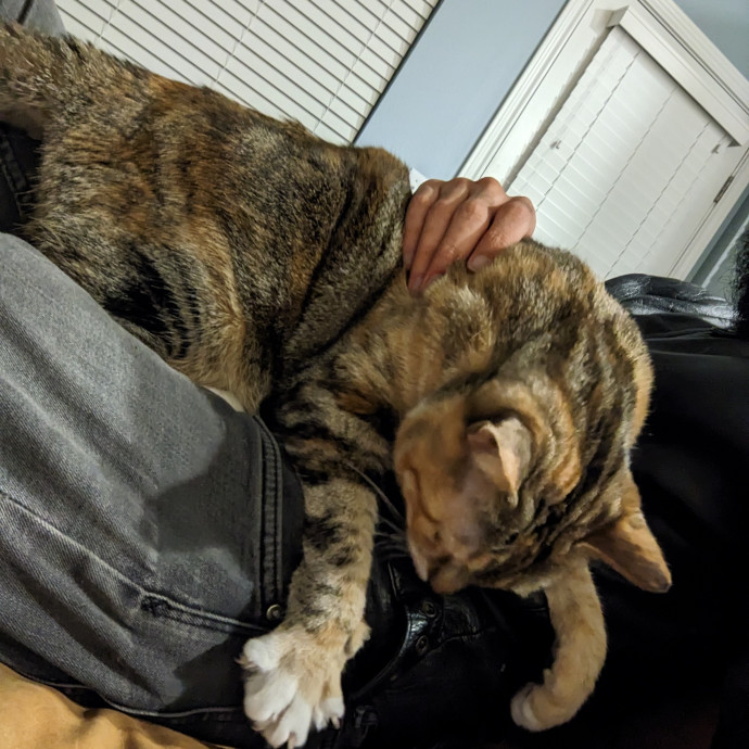 Cat Loaf Inc Atx