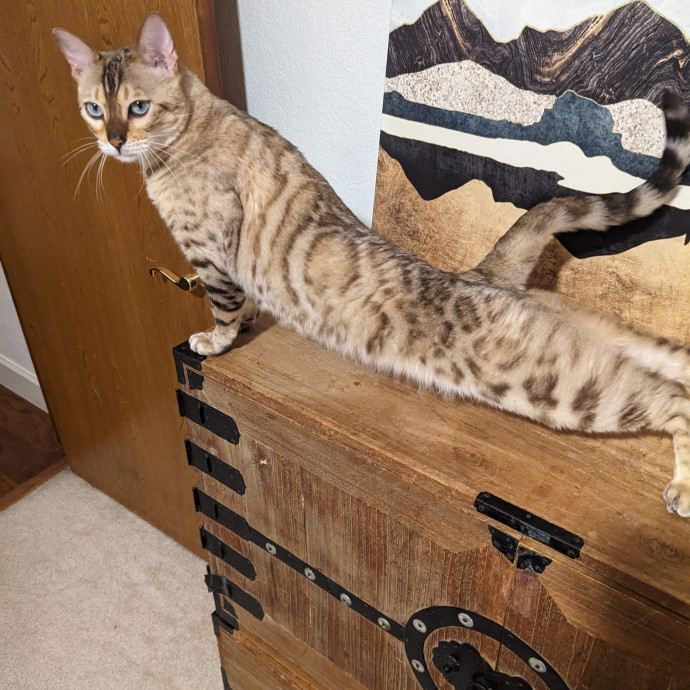 Cat Loaf Inc Atx