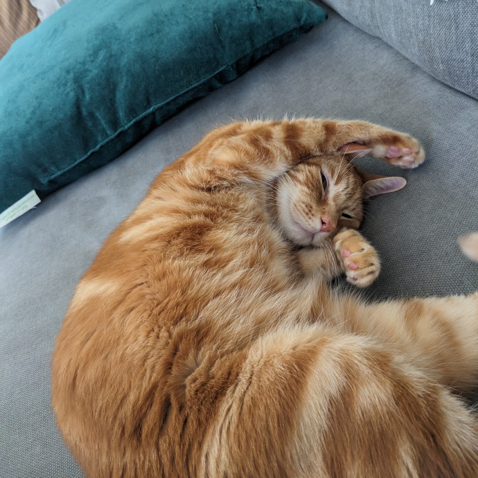 Cat Loaf Inc Atx