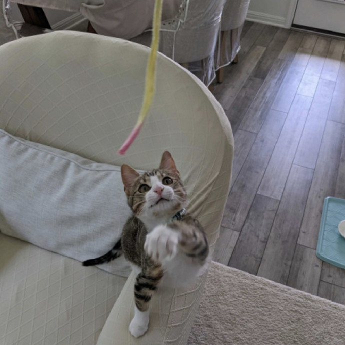Cat Loaf Inc Atx