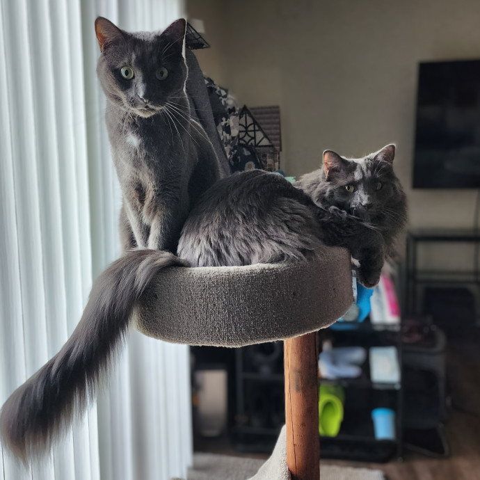 Genie's Purrfessional Cat Care