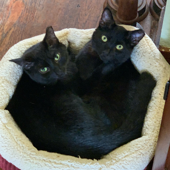 Experienced Cat Mom