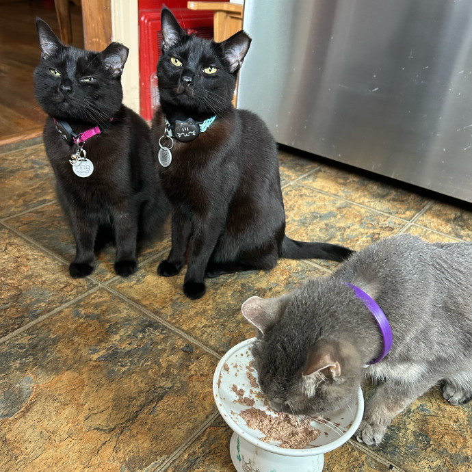 Experienced Cat Mom