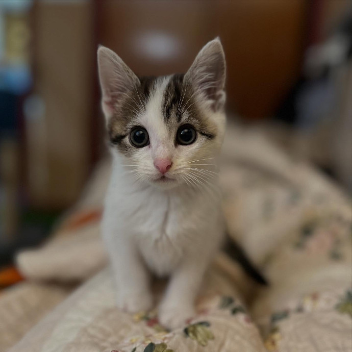 Experienced Cat Mom