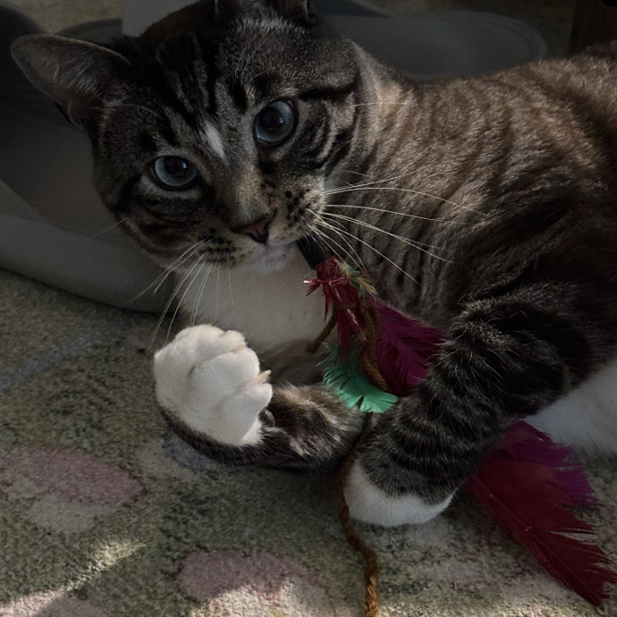Meowgical Cat Lover