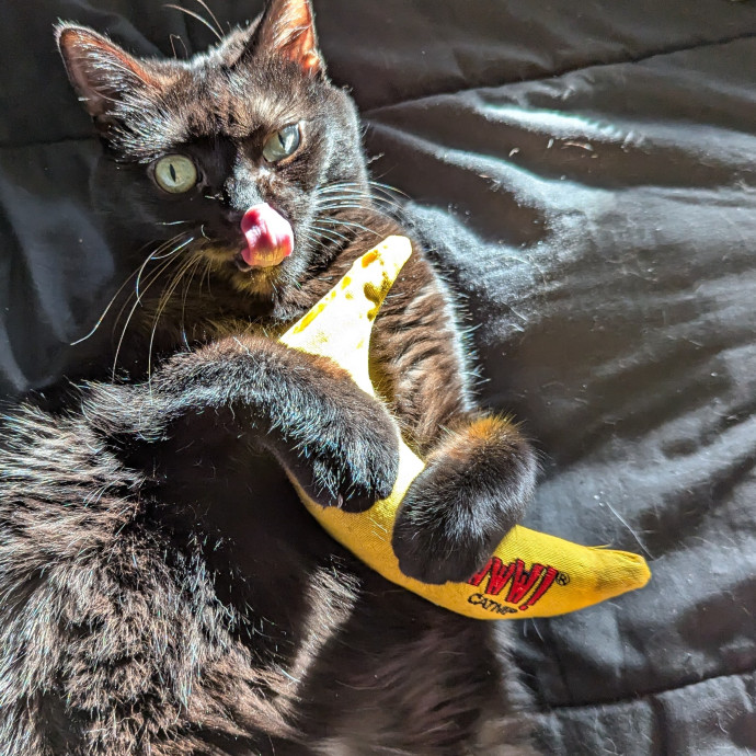 Cats Are My Favorite People photo 3