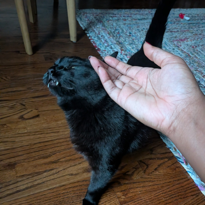 Cat Sitting In Brooklyn photo 3