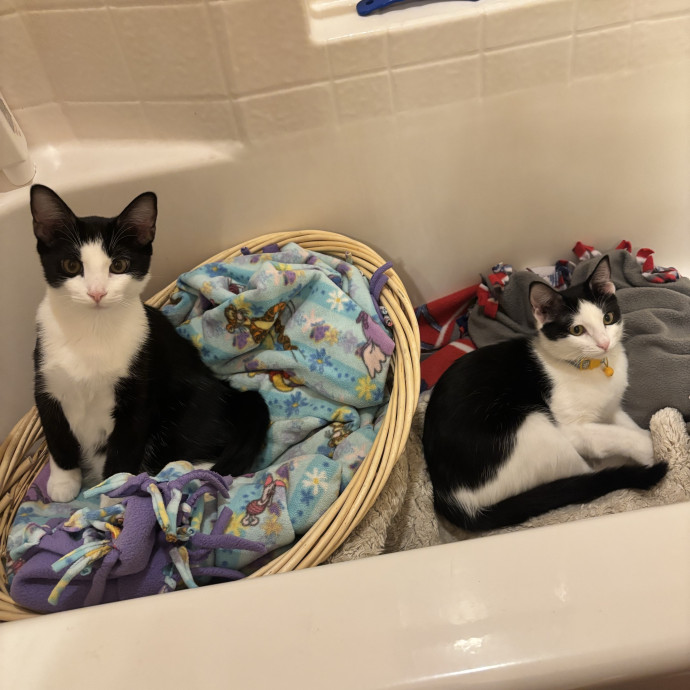 Everybody Wants To Be A Cat