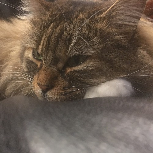 Rose's Guide To The Relaxy Cat-Galaxy