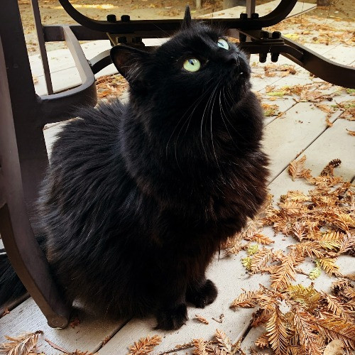 Rose's Guide To The Relaxy Cat-Galaxy