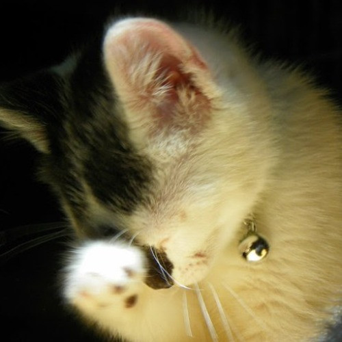 Rose's Guide To The Relaxy Cat-Galaxy