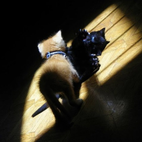 Rose's Guide To The Relaxy Cat-Galaxy