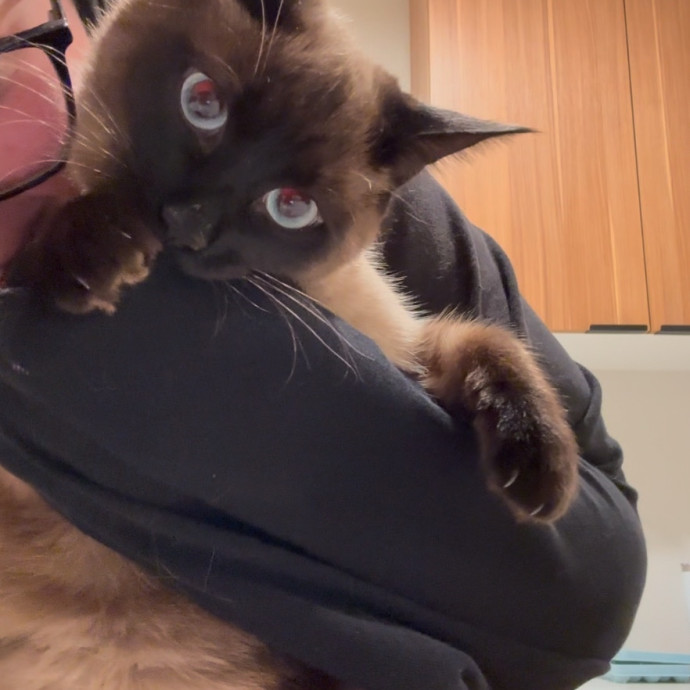 Rose's Guide To The Relaxy Cat-Galaxy