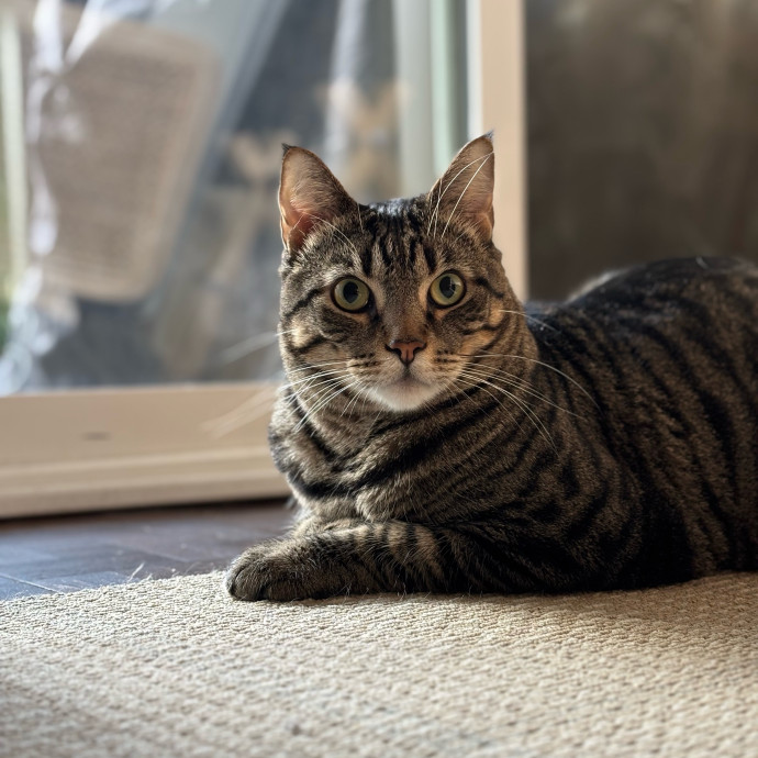 Rose's Guide To The Relaxy Cat-Galaxy