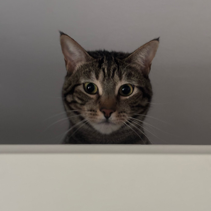Rose's Guide To The Relaxy Cat-Galaxy