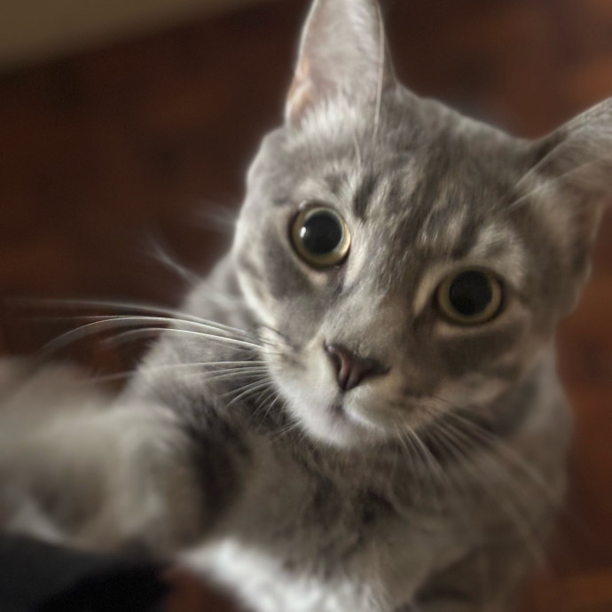 Rose's Guide To The Relaxy Cat-Galaxy