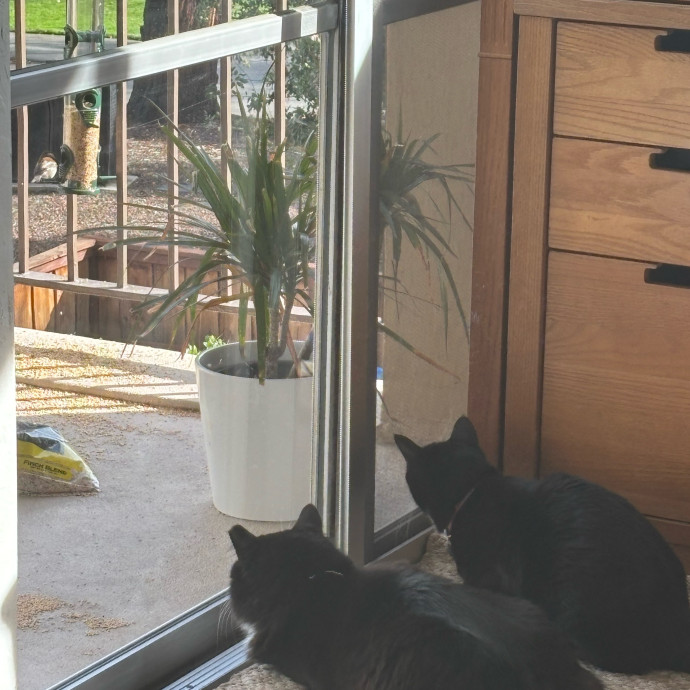 Rose's Guide To The Relaxy Cat-Galaxy