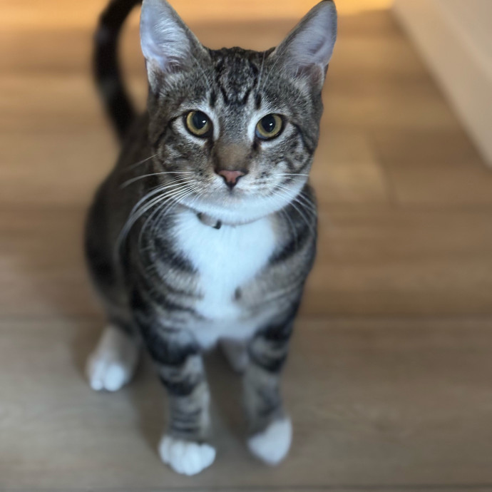 Rose's Guide To The Relaxy Cat-Galaxy