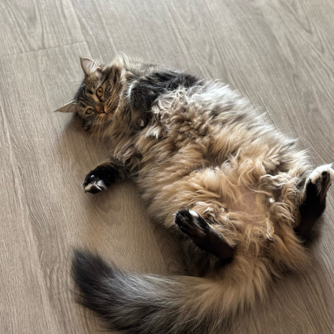 Rose's Guide To The Relaxy Cat-Galaxy