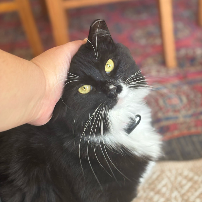 Rose's Guide To The Relaxy Cat-Galaxy