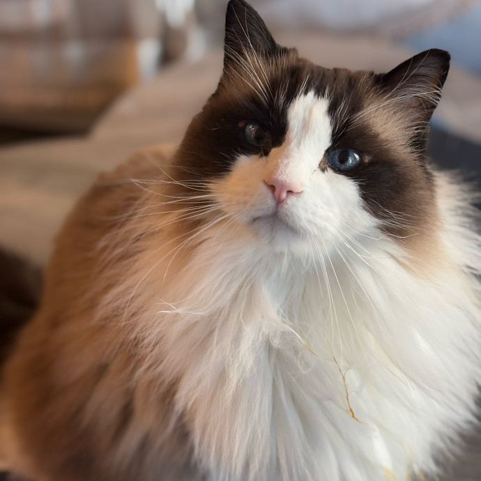 Rose's Guide To The Relaxy Cat-Galaxy