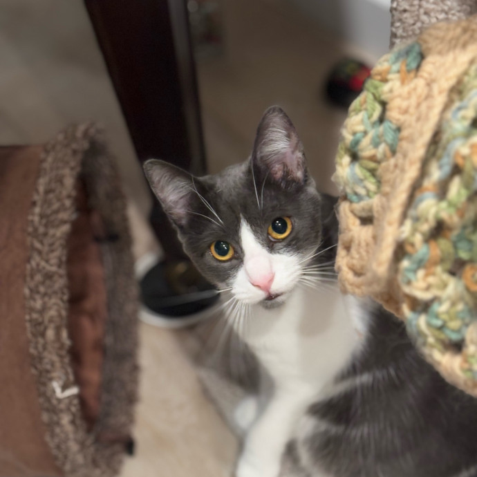 Rose's Guide To The Relaxy Cat-Galaxy