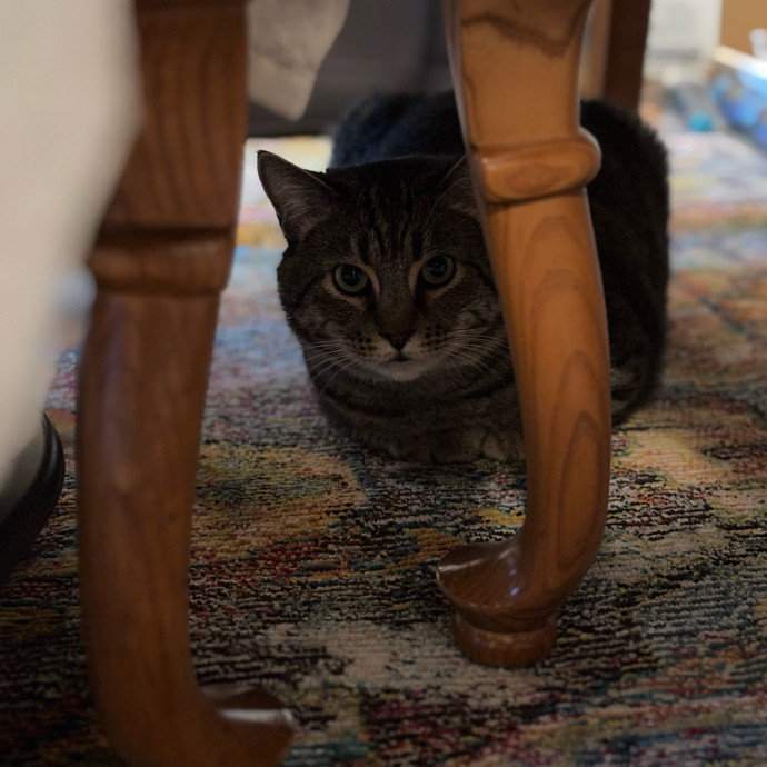 Rose's Guide To The Relaxy Cat-Galaxy