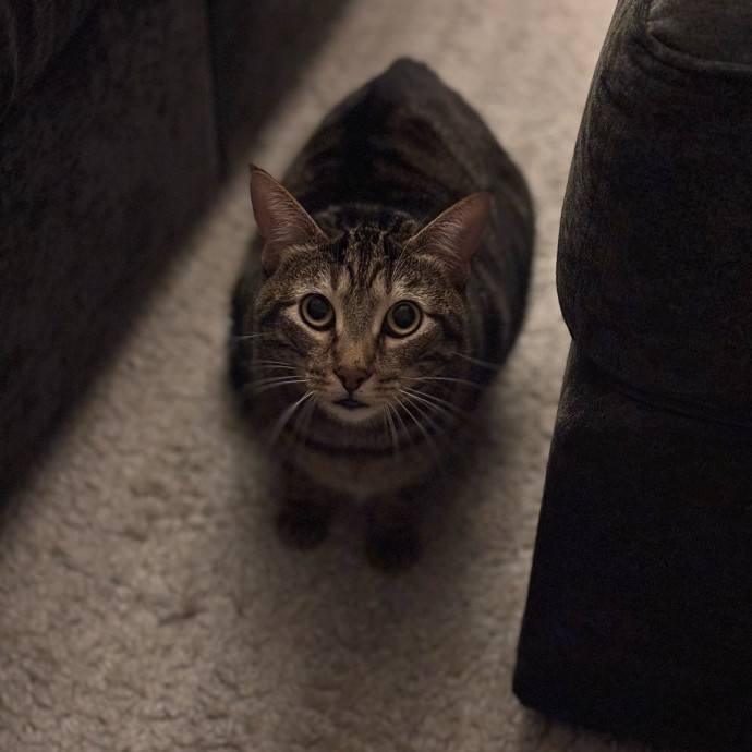 Rose's Guide To The Relaxy Cat-Galaxy