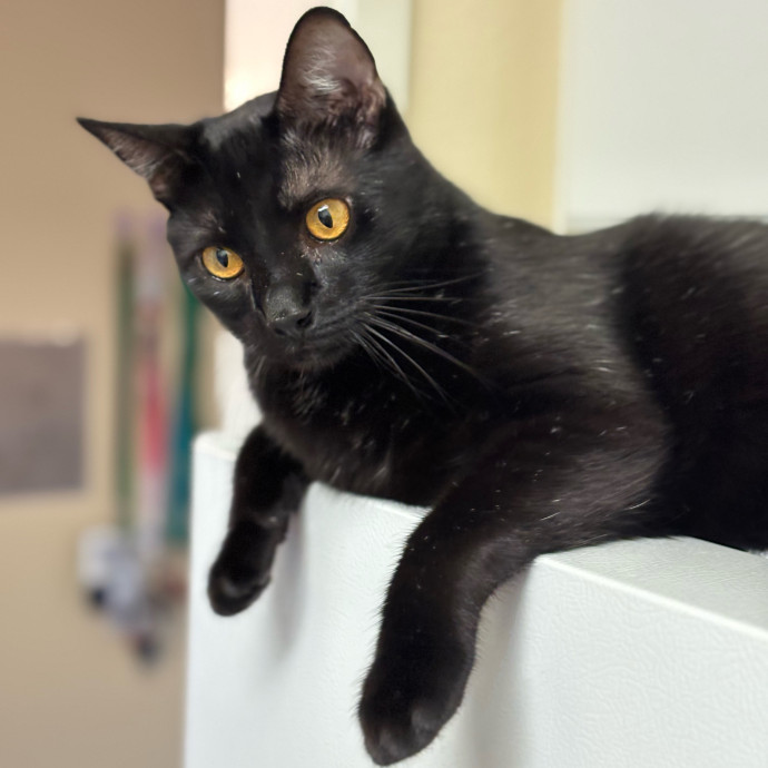 Rose's Guide To The Relaxy Cat-Galaxy