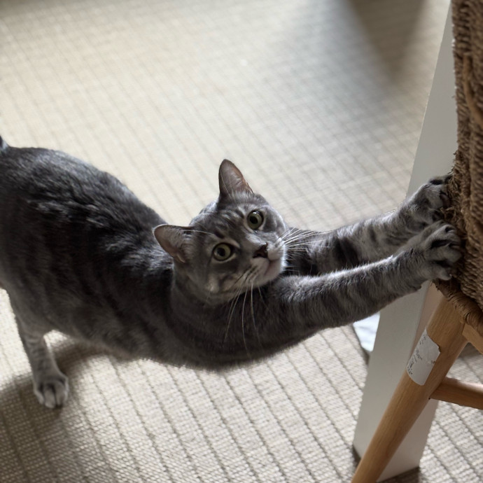 Rose's Guide To The Relaxy Cat-Galaxy