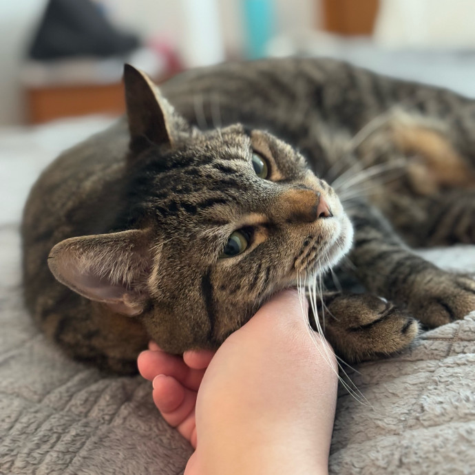 Rose's Guide To The Relaxy Cat-Galaxy photo 2