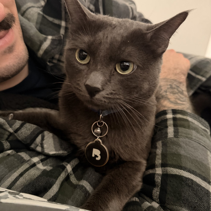 Experienced Veteran Cat Sitter