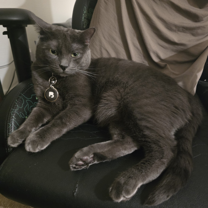 Experienced Veteran Cat Sitter photo 3