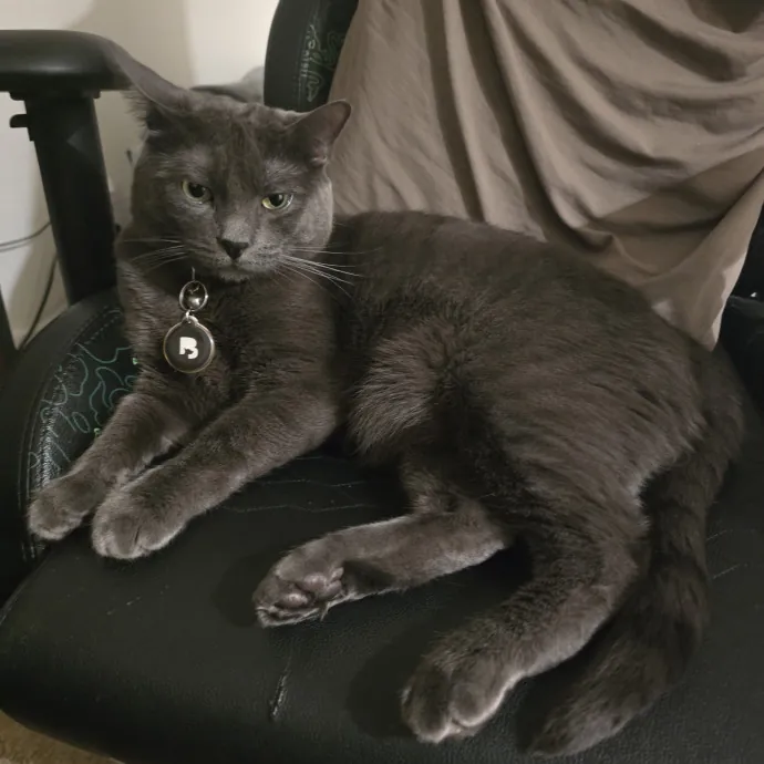 Experienced Veteran Cat Sitter photo 3